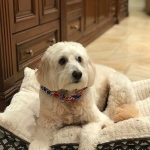 Meet your Posher, Cynthia